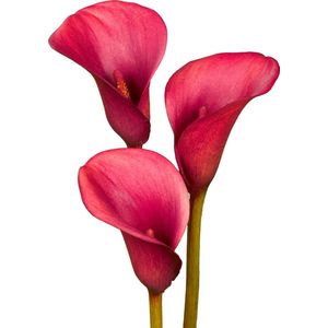 The Bulb Farmers - 10 x Calla 'Crimson Grace' - rood - bloembollen direct van de kweker - voorjaarsbloeier - bolmaat 16-18 (meest geschikte maat voor in de tuin) - Thuiswinkel waarborg