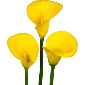 The Bulb Farmers - 10 x Calla 'Golden Radiance' - geel - bloembollen direct van de kweker - voorjaarsbloeier - bolmaat 16-18 (meest geschikte maat voor in de tuin) - Thuiswinkel waarborg