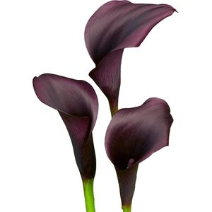 The Bulb Farmers - 10 x Calla 'Ebony Majesty' - zwart - bloembollen direct van de kweker - voorjaarsbloeier - bolmaat 16-18 (meest geschikte maat voor in de tuin) - Thuiswinkel waarborg