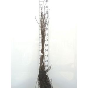 10 x Robinia pseudoacacia - VALSE ACACIA, SCHIJNACACIA, WITTE ACACIA, ROBINIA 60 - 90 cm blote wortel