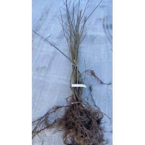 10 x  Salix triandra - Amandelwilg 60 - 90 cm blote wortel