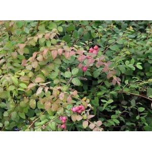 Symphoricarpos chenaultii - Sneeuwbes, Klapbes 50 - 60 cm in pot