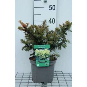 Taxus baccata 'Semperaurea' - Venijnboom, Europese Taxus 25 - 30 cm in pot