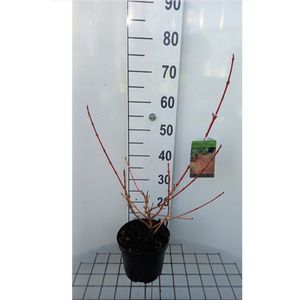 Cornus sanguinea 'Magic Flame' - Rode Kornoelje 40 - 50 cm in pot