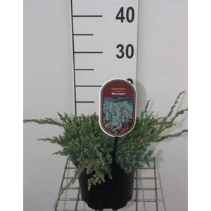 Juniperus squamata 'Blue Carpet' - Himalaya Jeneverbes 25 - 30 cm in pot