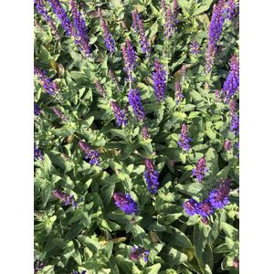 6 x Salvia nemorosa 'Blue Bouquetta' - Salie - pot 9 x 9 cm
