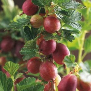 Ribes u.-c. 'Hinnonmaki Röd' - Kruisbes struik in pot