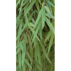 Fargesia 'Jiu' - Bamboe 100 - 125 in C12 liter pot