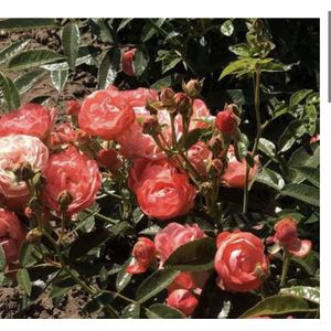 Rosa 'Orange Morsdag' - Roos in pot