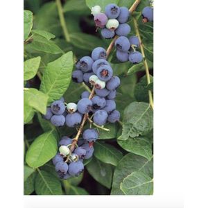 Vaccinium corymbosum - Blauwe bes 30-40 cm in pot