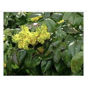 Mahonia aquifolium 'Apollo' - Druifstruik, Mahoniestruik, Hulstberberis 15 - 20 cm in pot