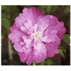 Hibiscus syriacus 'Purple Ruffles' - Tuinhibiscus, Altheastruik, Heemstroos 40 - 60 cm in pot
