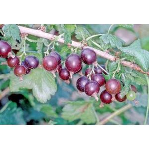 Ribes 'Josta(berry)' STRUIK in pot