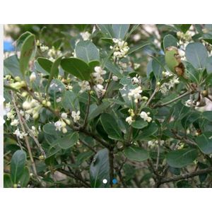 Osmanthus burkwoodii - SCHIJNHULST 40 - 60 cm in pot