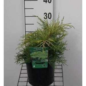 Juniperus pfitzeriana 'Old Gold' - Pfitzer Jeneverbes 25 - 30 cm in pot