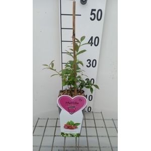 Vaccinium cor. 'Pink Berry' - Blauwe bes struik in pot