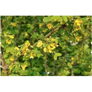 10 x Caragana arborescens - ERWTENSTRUIK 50 - 80 cm blote wortel
