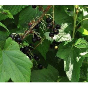 10 x Ribes nigr. 'Titania' - Zwarte bes in blote wortel
