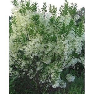 Chionanthus virginicus - Sneeuwvlokkenboom, sneeuwvlokkenstruik 30 - 50 cm in pot