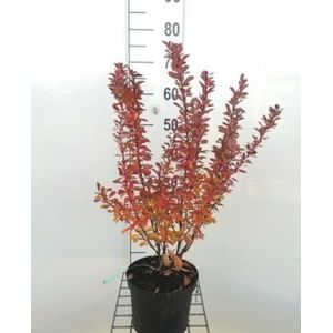 FLORASELF Zuurbes Berberis Thunbergii 'Limoncello' Potmaat 21 Cm H 30 40 Cm