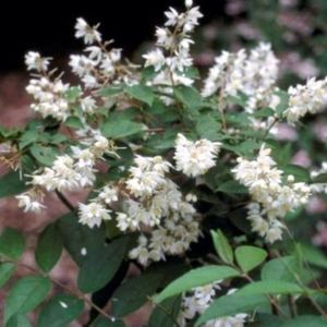10 x Deutzia scabra - BRUIDSBLOEM 40-60 cm in blote wortel