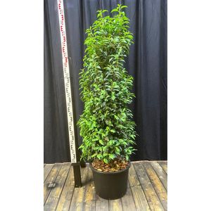 Prunus lus. Angustifolia- Portugese Laurier 175-200 cm in pot 35 liter