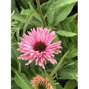 6 x Echinacea SunSeekers Salmon - Zonnehoed in pot 9 x 9 cm