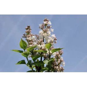 Syringa vulgaris 'Beauty of Moscow' - Gewone Sering 50 - 60 cm in pot