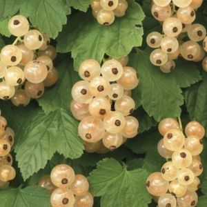 Ribes rubr. 'Witte Parel' - Witte aalbes struik in pot