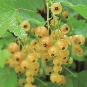 Ribes rubr. 'Werdavia' - Aalbes, Witte bes struik in pot