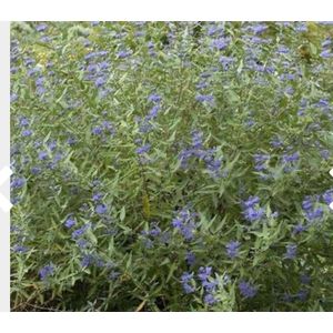 Caryopteris clandonensis 'Heavenly Blue' - Blauwe Spirea, Baardbloem, Herfstsering 25 - 30 cm in pot