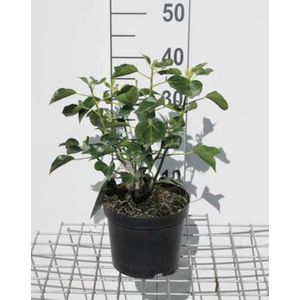 Hedera helix 'Arborescens' - Struikklimop 30 - 40 cm in pot