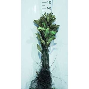 10 x Castanea sativa - TAMME KASTANJE pot 40 - 60 cm blote wortel
