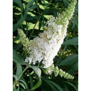 Buddleja davidii 'White Profusion' - Vlinderstruik 40 - 60 cm in pot