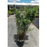 Fargesia murieliae 'Panda' - Bamboe 60-80 cm in 10 liter pot