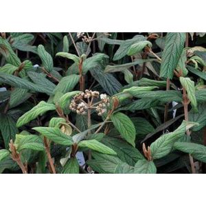 Viburnum rhytidophyllum - Sneeuwbal 30 - 50 cm in pot