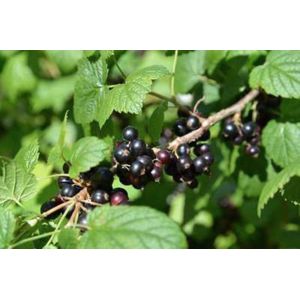 10 x Ribes nigrum - Zwarte bes struik blote wortel