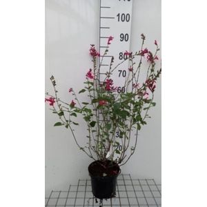 Salvia 'Pink Pong' - Salie 30 - 40 cm in pot