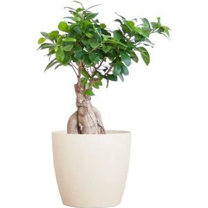 BloomPost Bonsaiboom - Ficus Ginseng - 25-35 cm + Vezelpot wit - Kamerplant - Onderhoudsarme kamerplant - Makkelijk te kweken kantoorplanten voor thuis - Inclusief pot