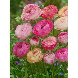 80x Ranonkel 'Ranunculus picotee roze' - BULBi® Bloembollen met bloeigarantie