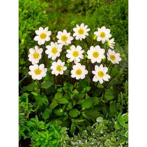 12x Dahlia 'Topmix wit' - BULBi® Bloembollen met bloeigarantie