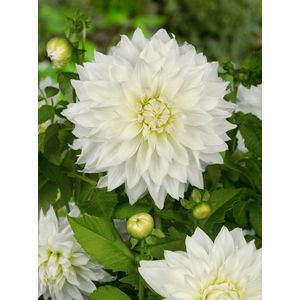 15x Dahlia 'Fleurel' - BULBi® Bloembollen met bloeigarantie