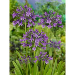 2x Afrikaanse lelie 'Agapanthus poppin purple' - BULBi® Bloembollen met bloeigarantie