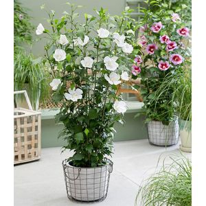 Zuilvorm Hibiscus ‘Flower Tower White’ 60-80 cm hoog, in pot