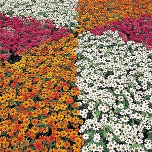 Zinnia x Hybrida Profusion Mix