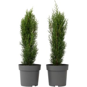 Italiaanse Cipres - Set van 2 - Cupressus'Totem'- Hoogte 60-80cm -⌀19cm