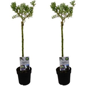 Dwergwilg - Set van 2 - Salix helvetica - Hoogte 80-90cm -⌀19cm