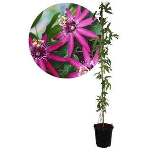 Plant in a Box - Passiflora 'Victoria' XL - Passiebloem - Violacea - Tuinplant - Klimplant - ⌀17 cm - Hoogte 110-120 cm
