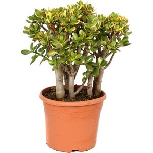 Crassula ovata 'Sunset' XL - Kamerplant - Vetplant - ⌀ 30 cm - Hoogte 55-60 cm Crassula Sunset P30