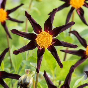 Dahlia'Verrone's Obsidian'- Set van 3 - Dahliaknollen - Zomerbloeiers - Paars